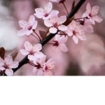 Blossom’s_group!