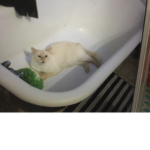 The kitty group for people who like cats