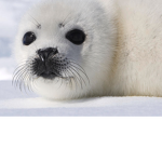 Seal squad yt