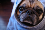 Odie is owsome