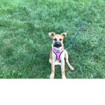 My dog Zola