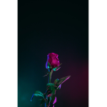 •Aesthetic Lost Roses•