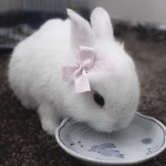 leveret