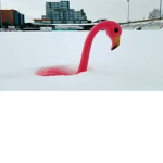 Flamingo Skater Fan Club