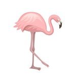 Peachy Flamingos For Life