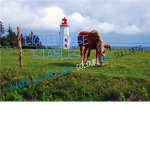 ʊ Lighthouse Stables ʊ
