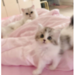 kikoi