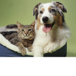 Doge Cat Studios (Testing And Builder Group).