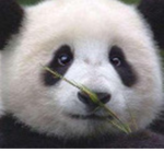 Panda squad <3 <3