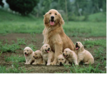 Golden Retriever Family