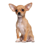 Our dog Tinkerbell the Chihuahua