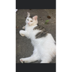 My cat is missing