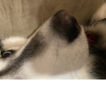 DOGE IS GOOD 4 LIFE