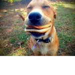 Hamburger fan_club