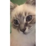 Cats are The Best Group