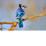 Blue Troll Birb