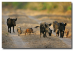 wild hogs100