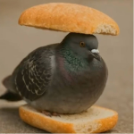 pigeon