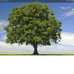 Tree CLAN lol