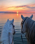 Sleepy sleepy cat_YT