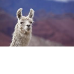 LLAMAS_ROCK