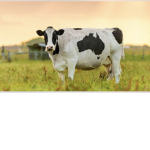 The cows of glory