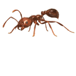 The Fire Ant colony ant keepers.