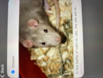 Rats, united military