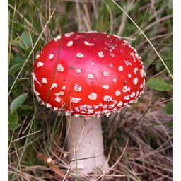 Mushroom World