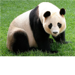 panda army