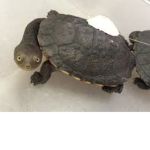 TURTLE DUDES BRUH!!!