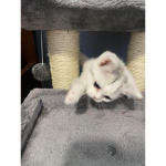Kitty Love is amazing!