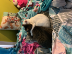 Cat bars