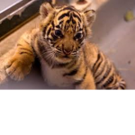 The Baby Tigers!