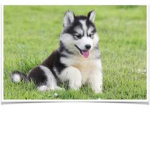 Husky ###### Group
