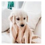 #Dog clothes
