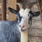 Screaming goat club
