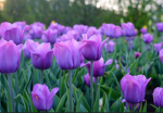 PurpleTulips~