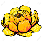 Lily girls
