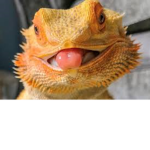 Team bearded dragon