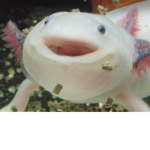 Axolotl BedWars Clan/Group