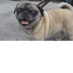 Game pug