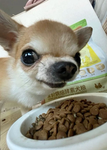 샤브샤브