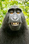 MONKEY FACTORY MAKE MONKEYS HERE