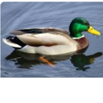 Ducks only!!!!!!