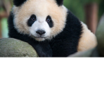 Hi panda squad