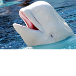 Cool Whales