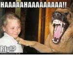 lol dogs