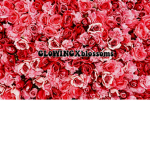 GL0WINGXblossoms fan group
