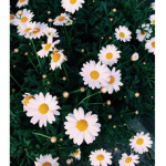 ᗪᗩIᔕY$